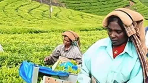 Tea stocks surge on rising brew prices, lower production