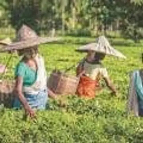 Focus on quality rather than quantity: Assam govt to tea industry