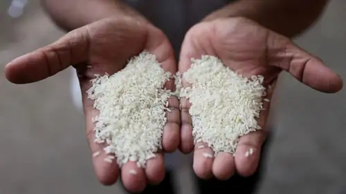 Under the restrictions set earlier, Basmati Rice could only be exported above a set floor price, which was the MEP. The government, last year, had revised the MEP to $950 per tonne from $1,200 per tonne earlier.