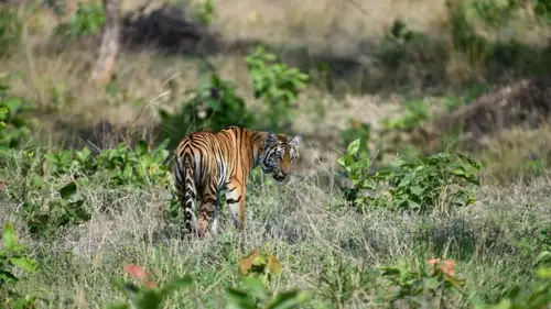 STR's rewilded tigress found dead on 21th day, territorial clash suspected