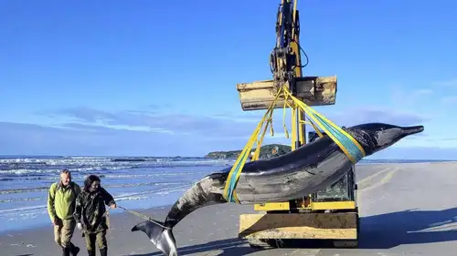 Possibly world’s rarest whale washes ashore in New Zealand, Offering unprecedented research opportunity