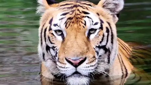 In a Sunday night train accident in the Budhni-Midghat section, a tiger cub was killed, and two were injured, halting rescues. Chief Conservator Rajesh Khare will move the injured cubs to Van Vihar. Delays in Ratapani's tiger reserve status face activist criticism, with Chief Minister Dr. Mohan Yadav urging swift notification to make it the state's eighth tiger reserve.