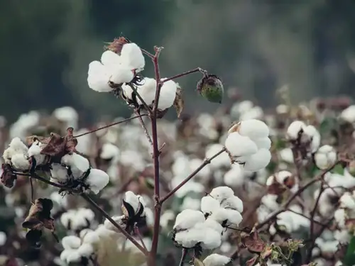 ICRA predicts the domestic cotton spinning industry will recover in FY2025, with 6-8% growth driven by increased volume and mild realisation gains. Following two years of decline, improved domestic demand and stabilised exports will boost the industry. Cotton yarn prices are expected to rise slightly, supporting better profit margins and reduced leverage levels.