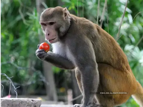 The Assam government has approved an oil exploration project by the Vedanta group near Hoollongapar Gibbon Wildlife Sanctuary. The proposal has been sent to the Centre for consideration. Environmentalists have opposed the plan, citing previous breaches of forest laws. The final decision will involve experts' consultations.