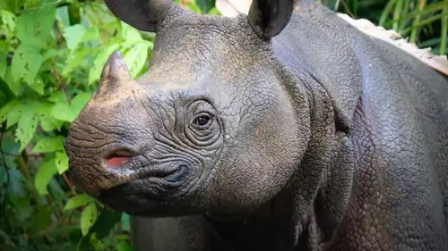 Indonesia welcomes birth of endangered Javan rhino calf