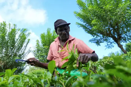 The Tea Association of India has reported a significant drop in tea production for 2024 due to adverse weather conditions and pest infestations. North Indian tea regions, particularly Assam and West Bengal, have been severely affected. The industry is also grappling with regulatory challenges and rising costs, impacting overall profitability.